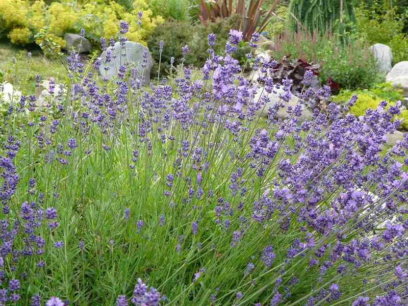 Lavender's Purple Protection