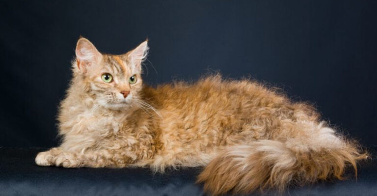 14 Rarest Cat Breeds You’ll See In American Homes