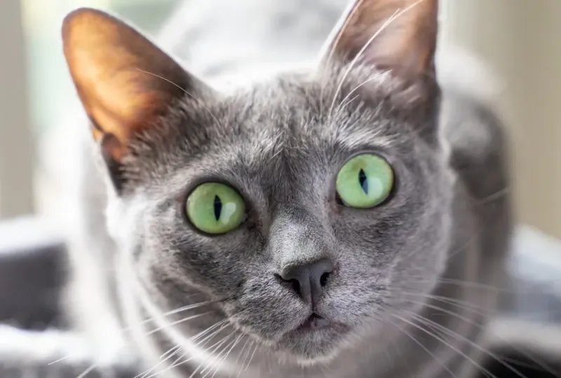 The Mysterious Korat