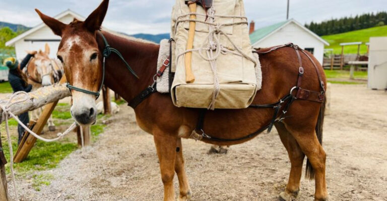 14 Reasons Mules Are The Unsung Heroes Of The Animal World