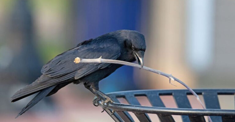 14 Reasons Ravens, Magpies, And Crows Are Considered The Smartest Birds