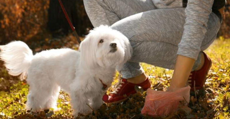 14 Reasons Why You Should Never Leave Dog Poop In Your Yard