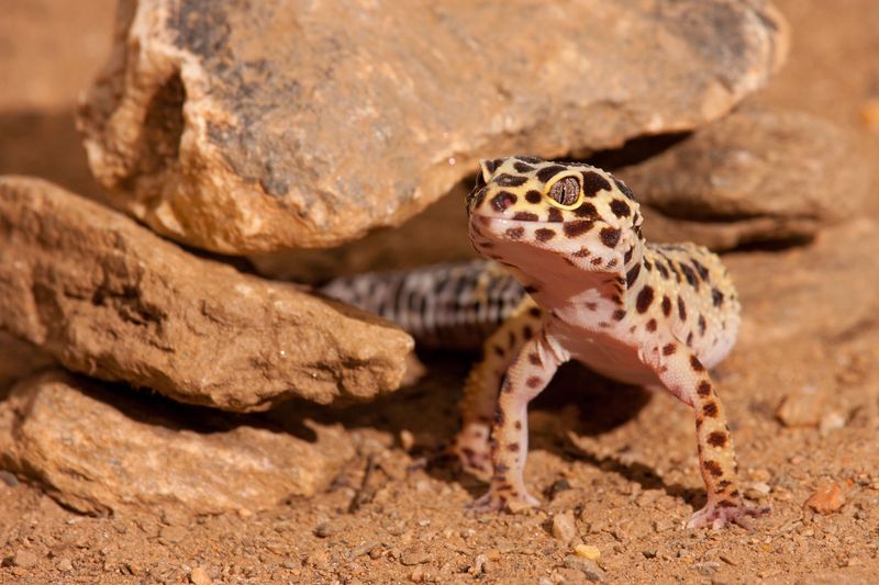 Leopard Gecko