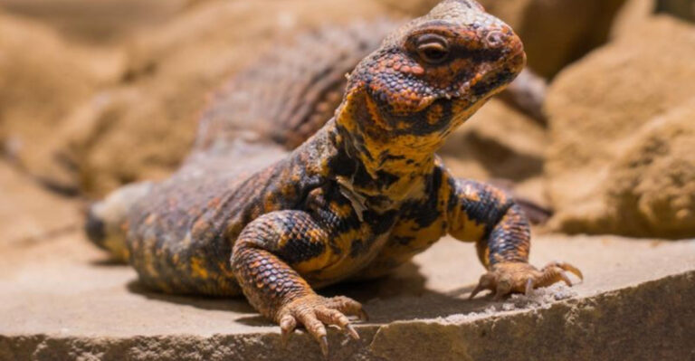 14 Reptile Pets That Don’t Need A Heat Lamp To Thrive