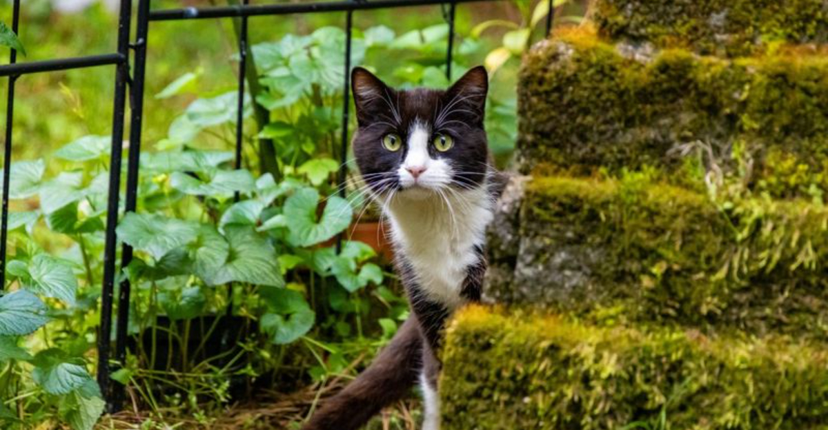 14 Safe And Natural Methods To Deter Stray Cats