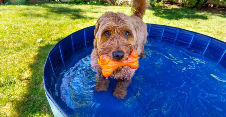 14 Seasonal Pet Behavior Changes That Owners Misinterpret As Problems