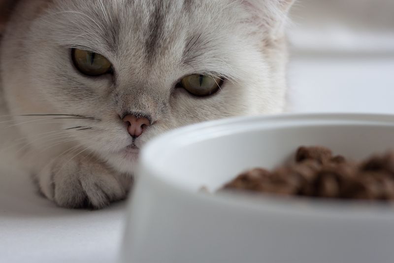 Change In Appetite
