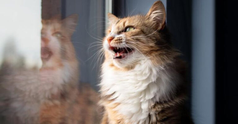 14 Signs Your Cat Might Be In Pain (And 6 Signs That Show They’re Feeling Happy)
