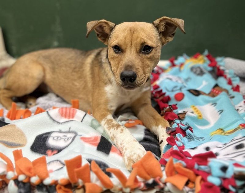 Donate Gently Used Blankets And Towels