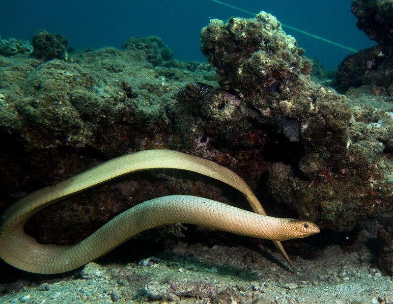 Sea Snakes