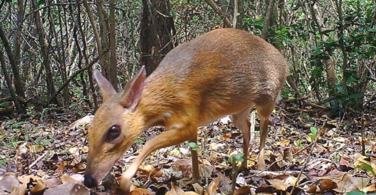 14 Species That Were Only Seen Once