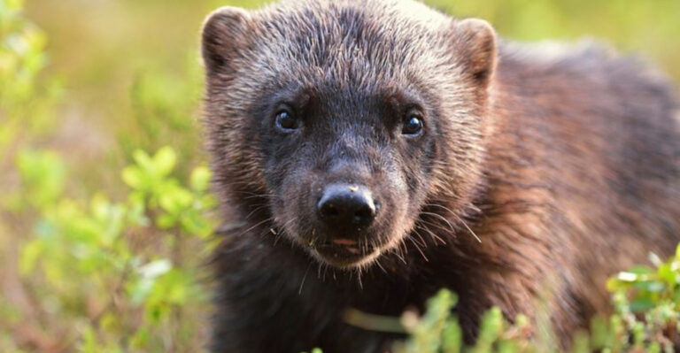 14 States Seeing A Wolverine Population Boom In 2025