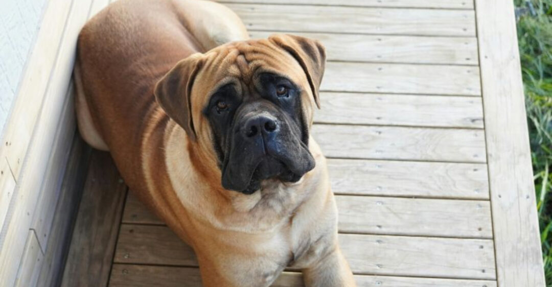 14 Strong-Willed Dog Breeds That Respond Best To Firm Leadership (And ...