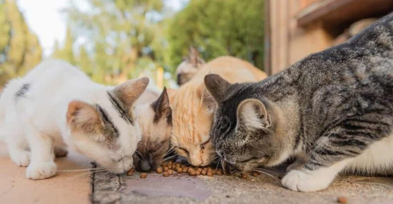 14 Surprising Challenges Of Adopting A Stray Cat (And How To Handle Each One)