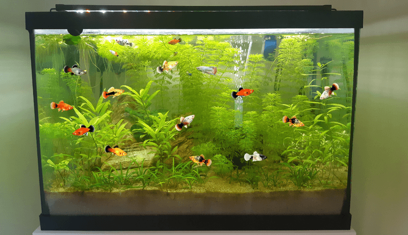 Overcrowding Tanks