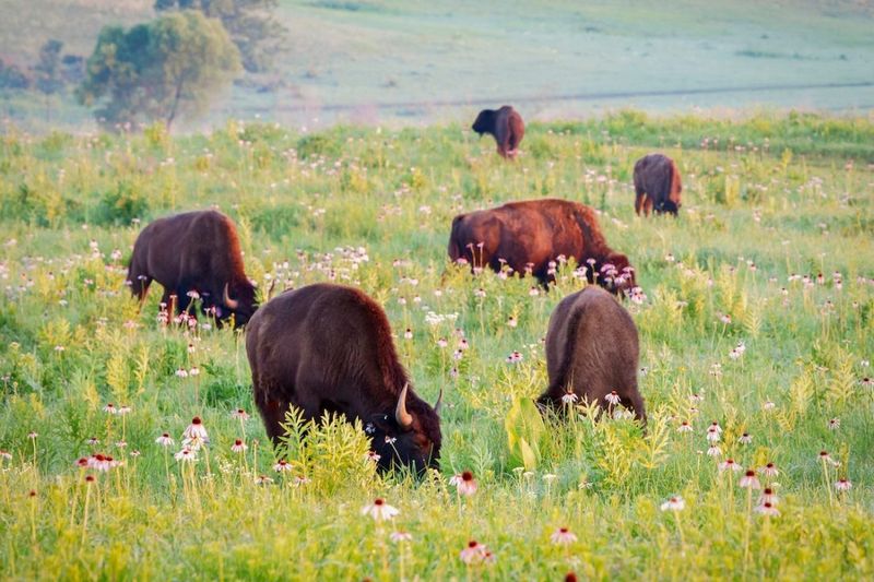 Prairie Landscapes Transform