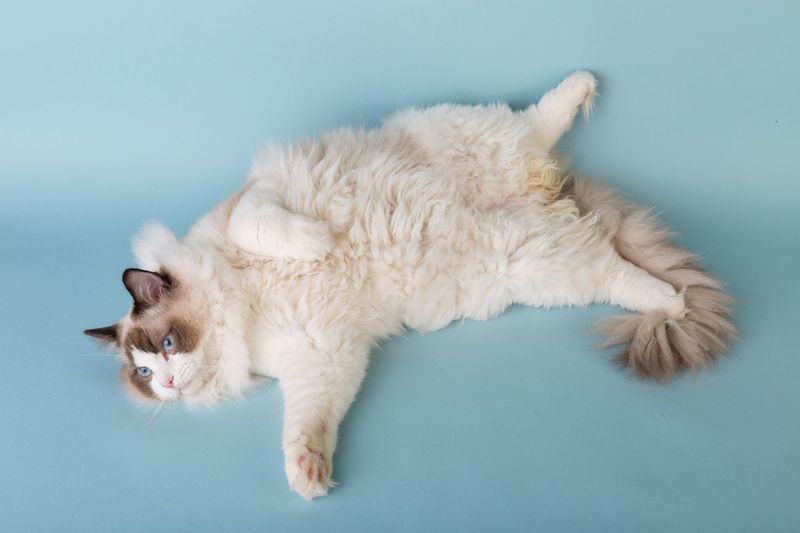 Floppy Felines That Go Limp When Held