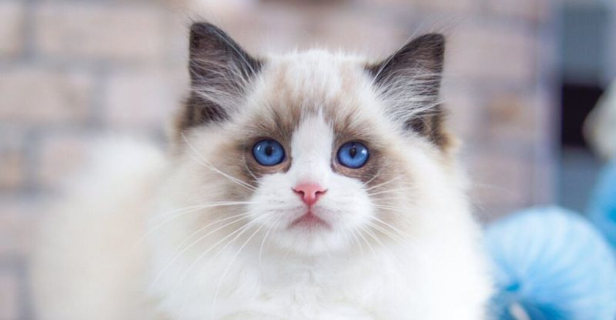 14 Things You Need To Know Before Adopting A Ragdoll Cat