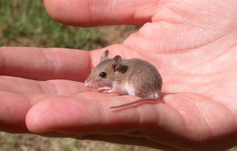 African Pygmy Mice: Thumb-Sized Wonders