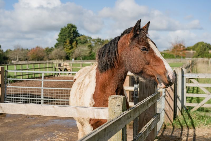 Prepare A Separate Paddock First
