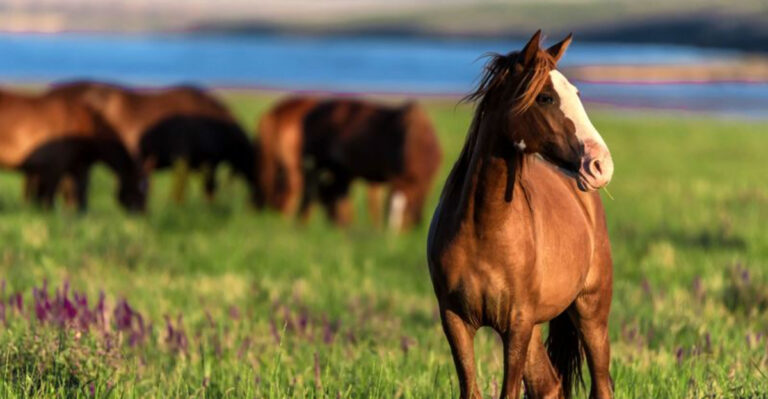 14 Tips For Introducing A New Horse To The Herd Safely