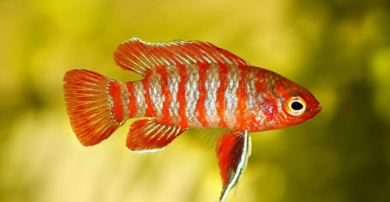 14 Top Exotic Fish That Thrive In Tropical Community Tanks