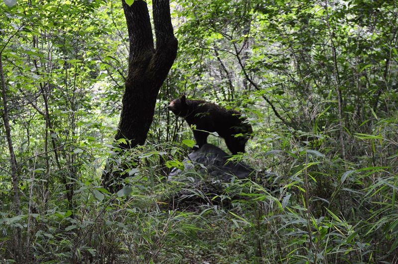 Pisgah National Forest, North Carolina