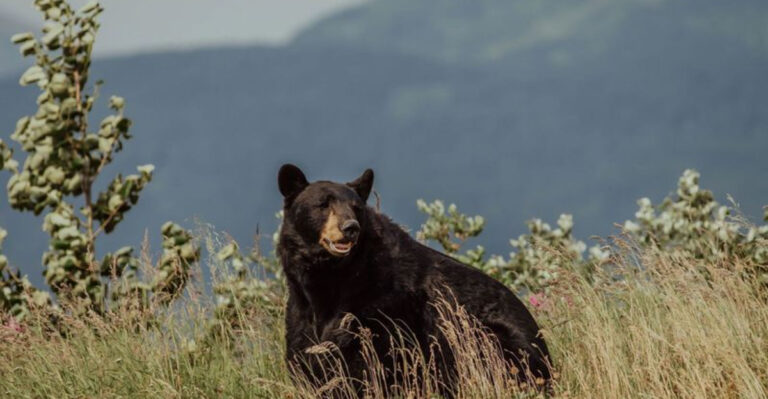 14 U.S. National Forests Where Black Bears Roam Freely (And What You Should Do If You Meet One)