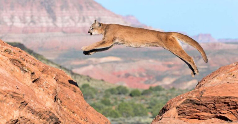 14 U.S. National Parks That Are Hotspots For Cougar Sightings