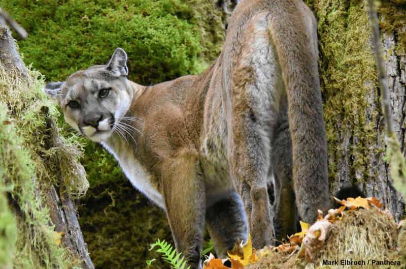 Olympic National Park's Ancient Forests