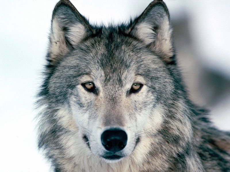 Wisconsin: Wolves In The Northwoods