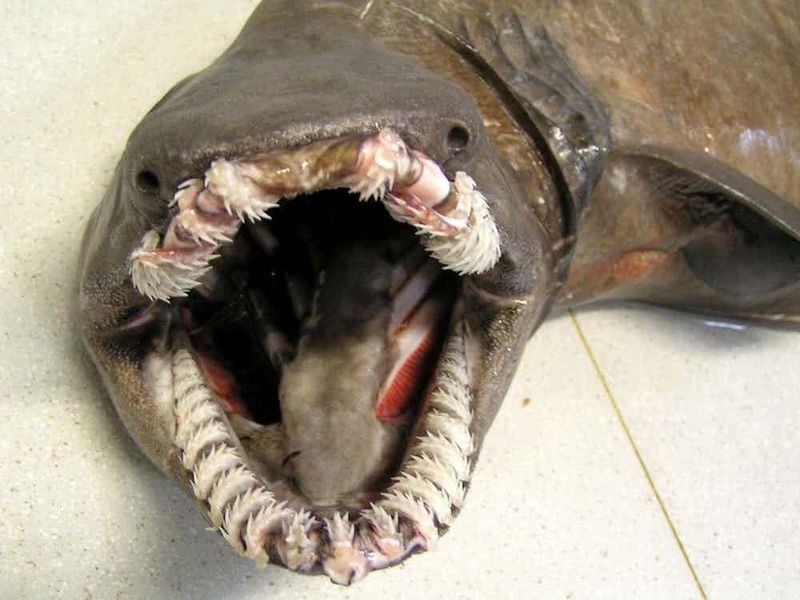 Nightmare Smile