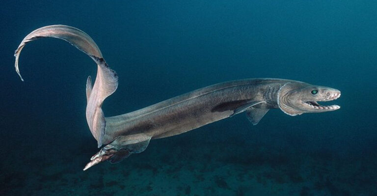 14 Unbelievable Facts About The Frilled Shark's Ancient Existence