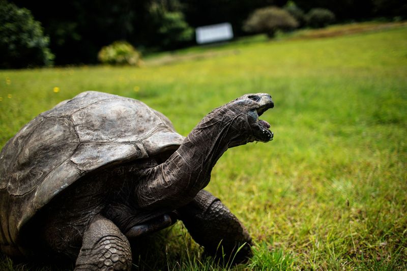 Turtles Can Live Over 100 Years