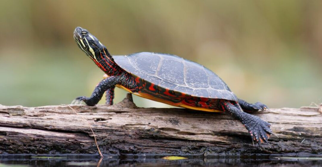 14 Unbelievable Turtle Facts You’ll Never