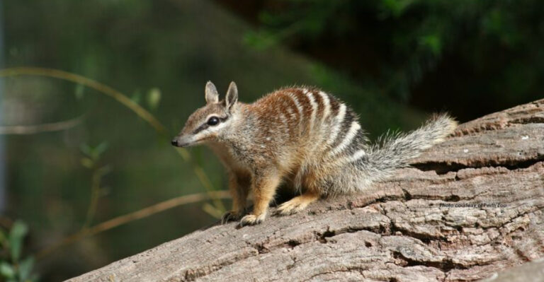 14 Unique Wild Creatures You Can Only Find In Australia (Admire, Don’t Adopt!)