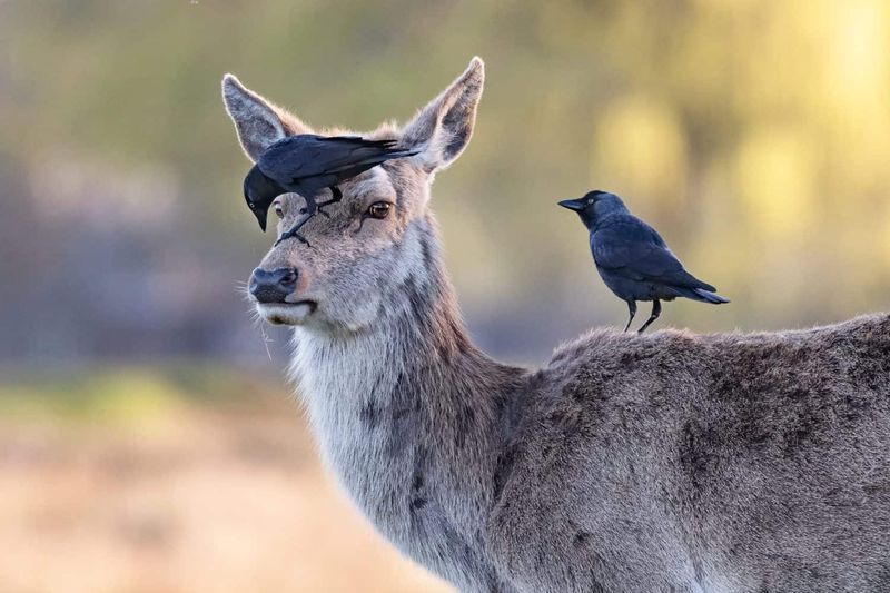 Pest Control Partners