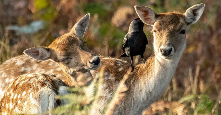 14 Ways Jackdaws And Sika Deer Show Perfect Wildlife Symbiosis