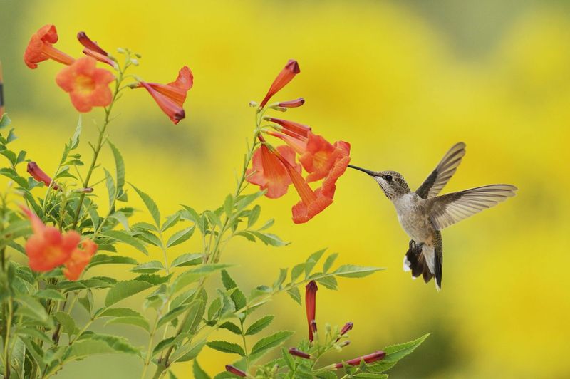 Plant Trumpet-Shaped Flowers