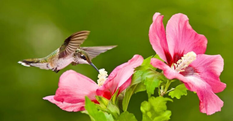 14 Ways To Make Your Hummingbird Garden Stand Out