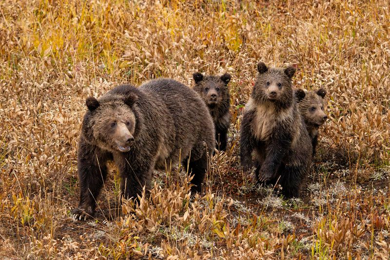 Grizzly Bears In Yellowstone
