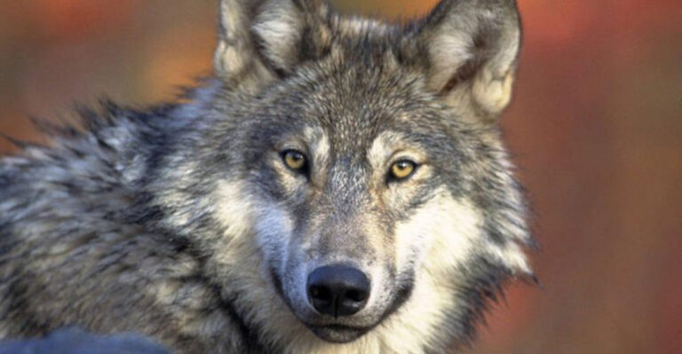 14 Wild Animals You Might Spot In U.S. National Parks