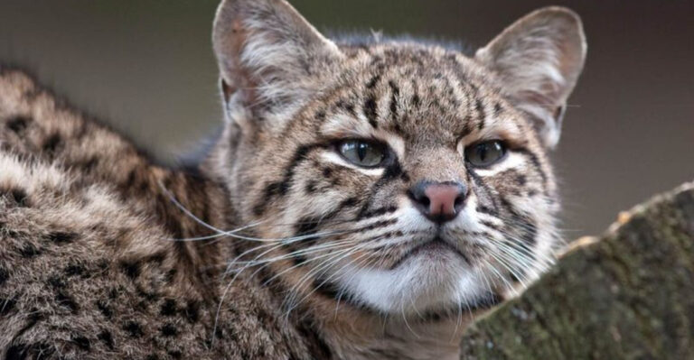 14 Wild Cat Species Known For Attacking Humans In The Americas