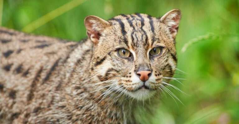 14 Wild-Tempered Cats That Shouldn’t Be House Pets