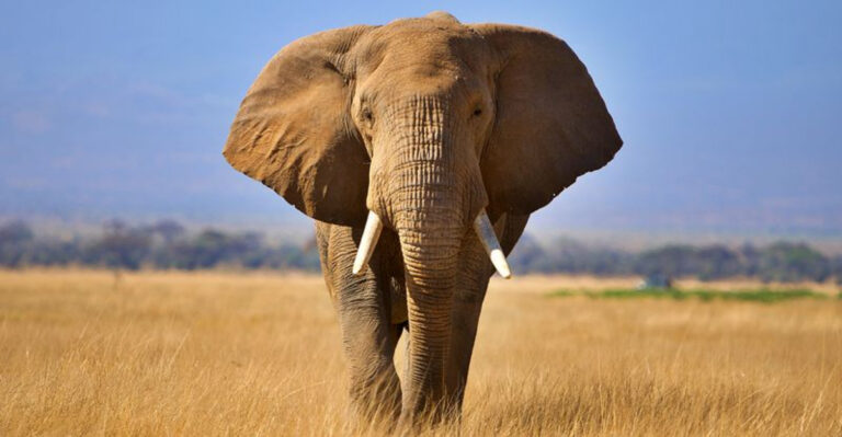 14 Wise Actions To Take When You Meet An Elephant In The Wild