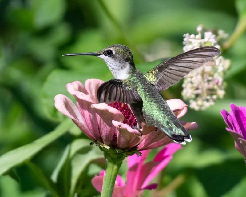 Native Plant Gardens