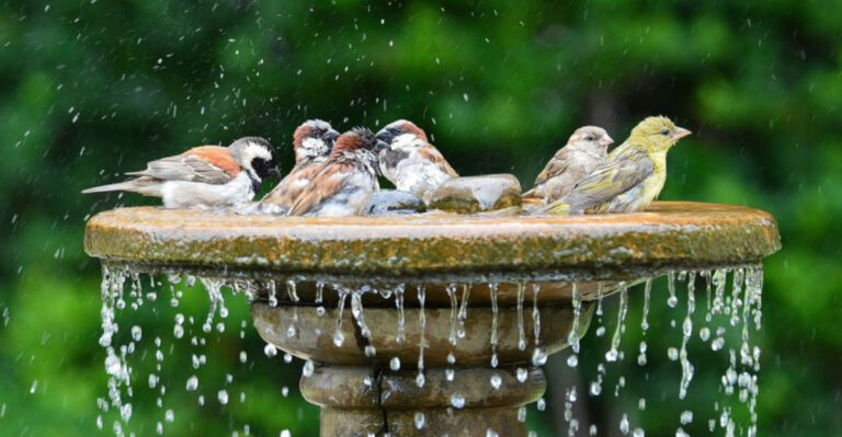14 Yard Features That Instantly Attract Happy Birds