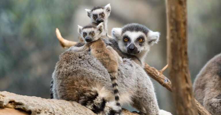 14 Zoos Leading The Way In Conservation Science