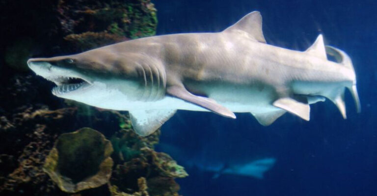 14 American Rivers Sharks Have Traveled Over 1,000 Miles Inland