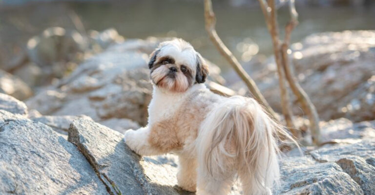 14 Dogs I Would Skip As Pets — And Here’s Why